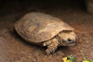 A photo of a pancake tortoise.