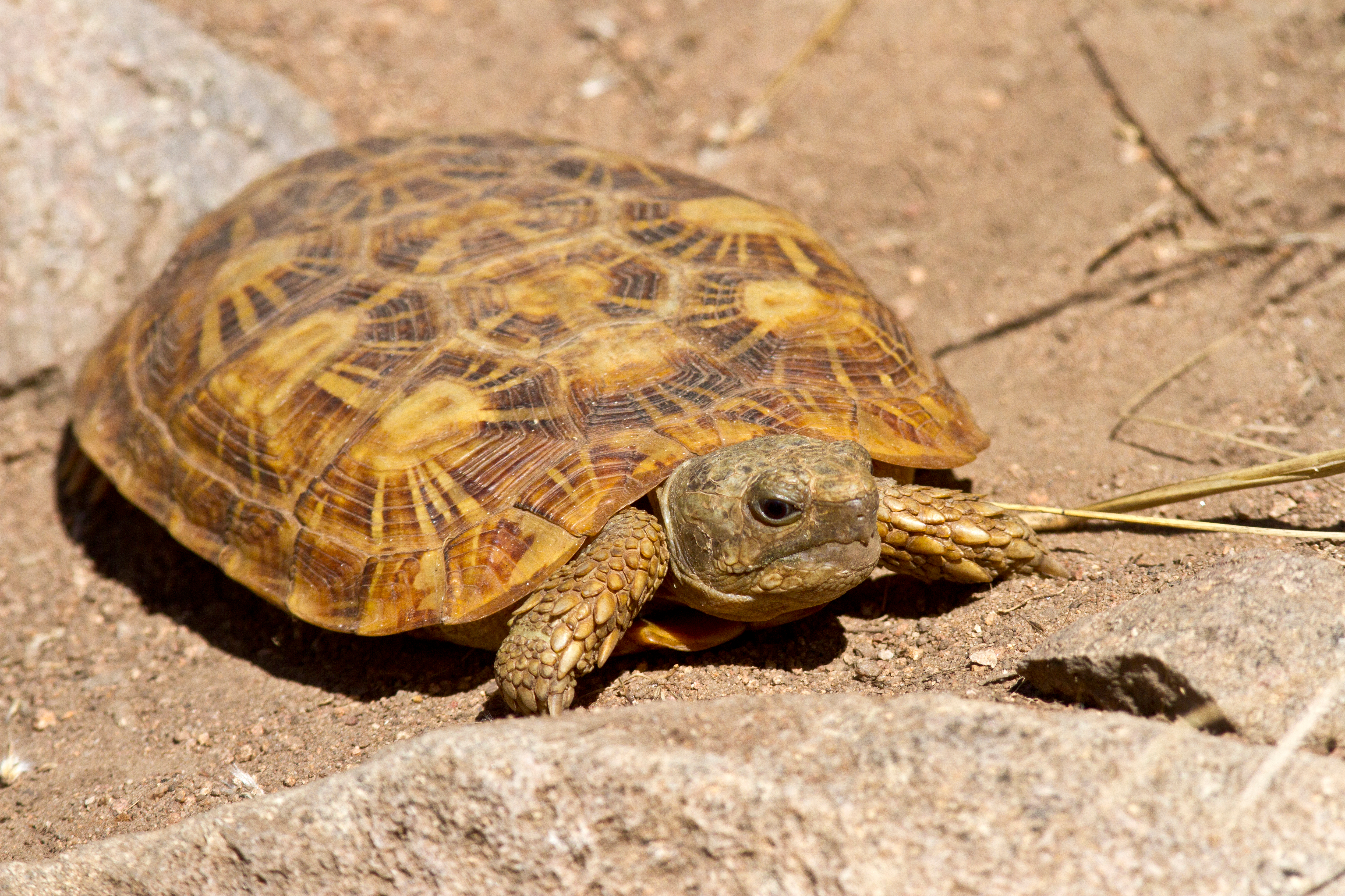 A picture of a pancake tortoise.