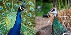 A collage of a peacock (left) and a peahen (right).