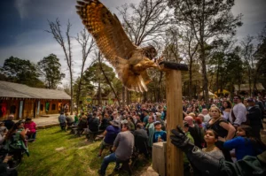 A falconer and his bird show off cool tricks during a falconer show