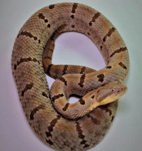 Tamaulipan Rock Rattlesnake Animal World and Snake Farm Zoo Brumation Winter