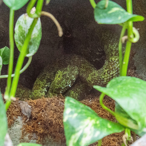 mangshan viper at animal world & snake farm zoo