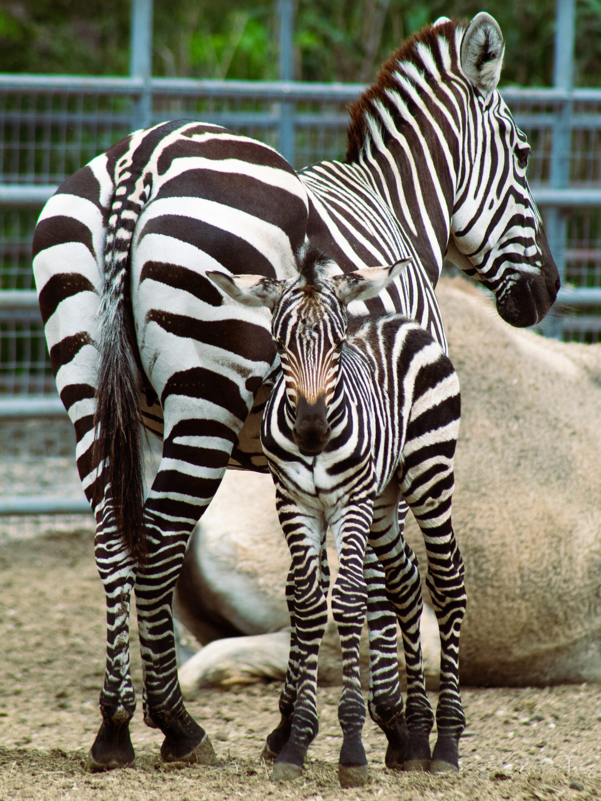 Male zebra foal exploring his habitat close to mom