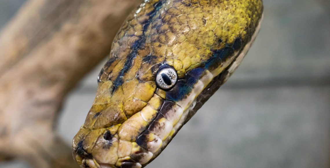 Reticulated Python - Zoo & Snake Farm New Braunfels
