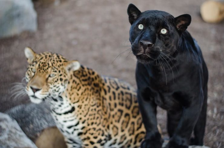 Jaguar - Zoo & Snake Farm New Braunfels