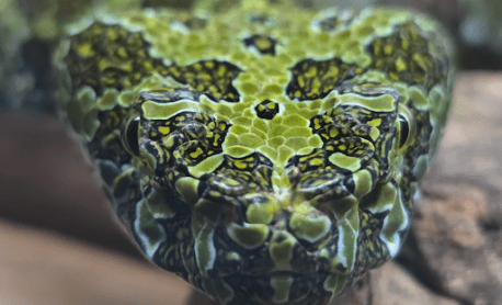 Up close photo of a mangshan viper