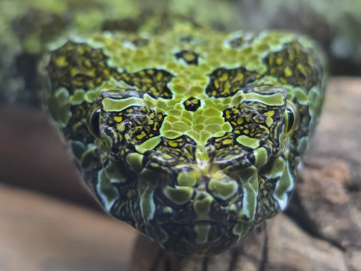 Up close photo of a mangshan viper