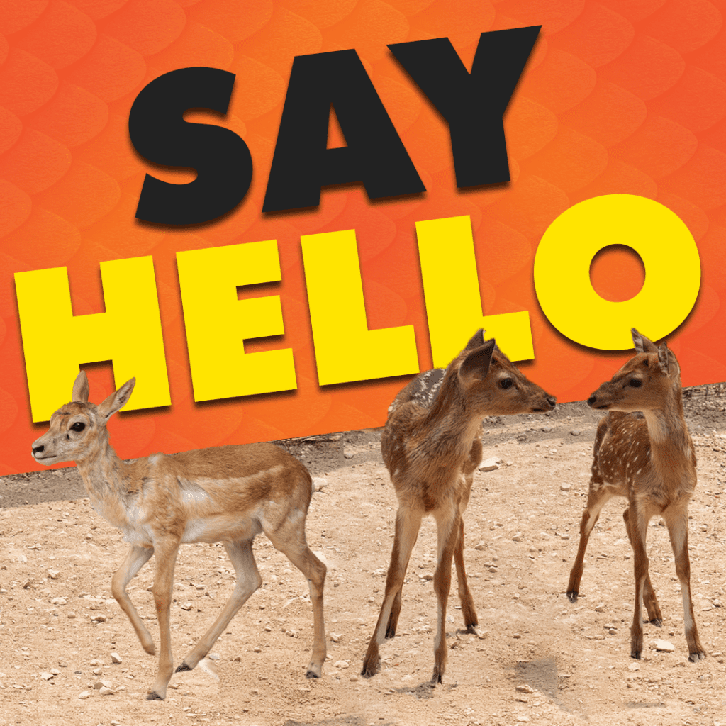 female axis deer and female blackbuck