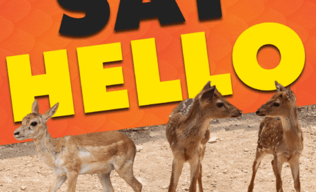 female axis deer and female blackbuck