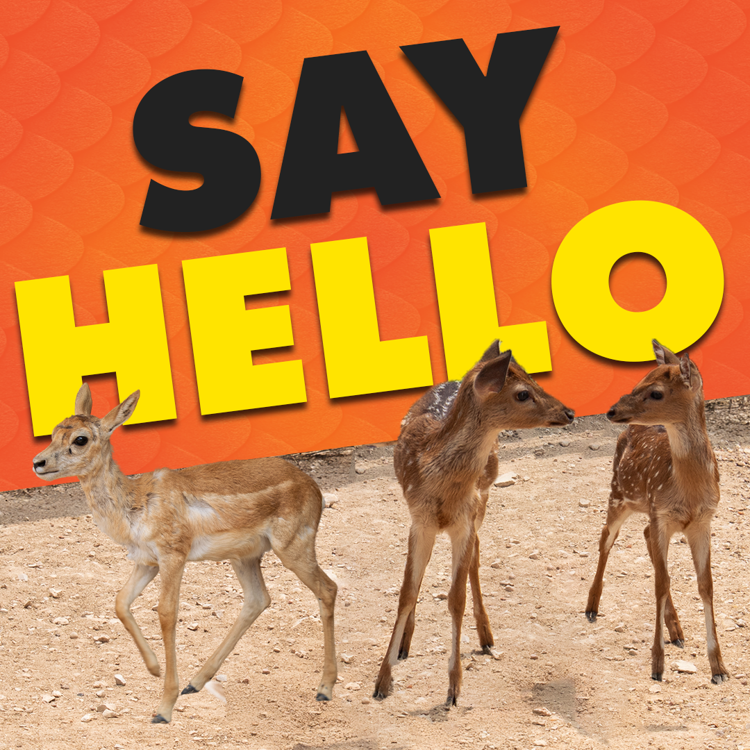 female axis deer and female blackbuck