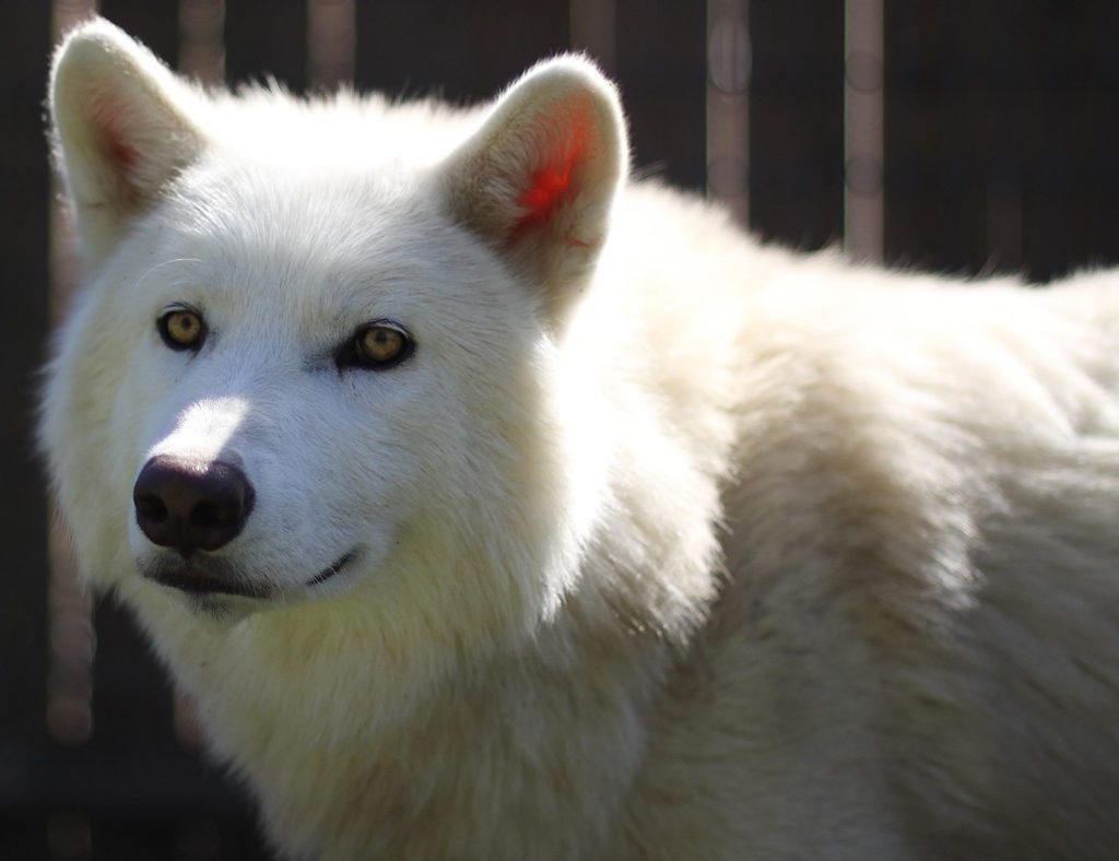 Wolf Winter Gray Wolves Animal World and Snake Farm Zoo